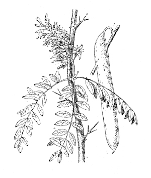 Honey Locust Diagram